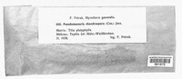 Pseudomassaria chondrospora image